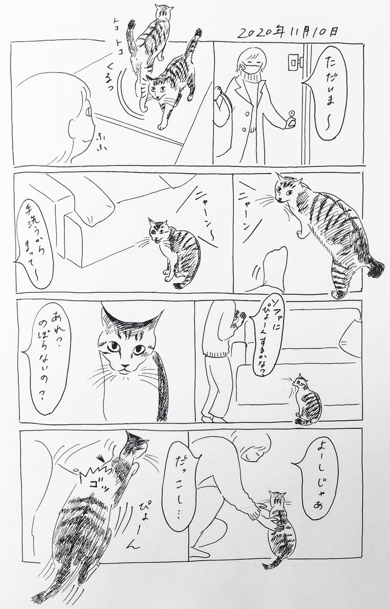 2020/11/10のぎんちゃん  #今日のぎんちゃん 