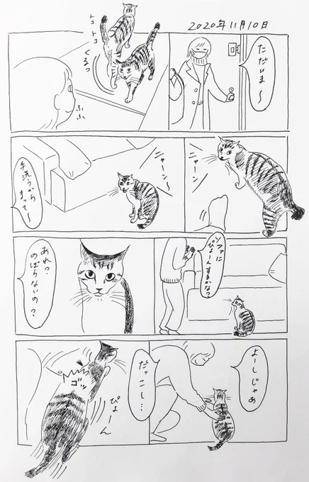 2020/11/10のぎんちゃん  #今日のぎんちゃん 