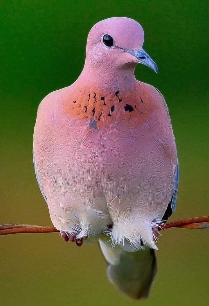 من جمال الطبيعة ...!