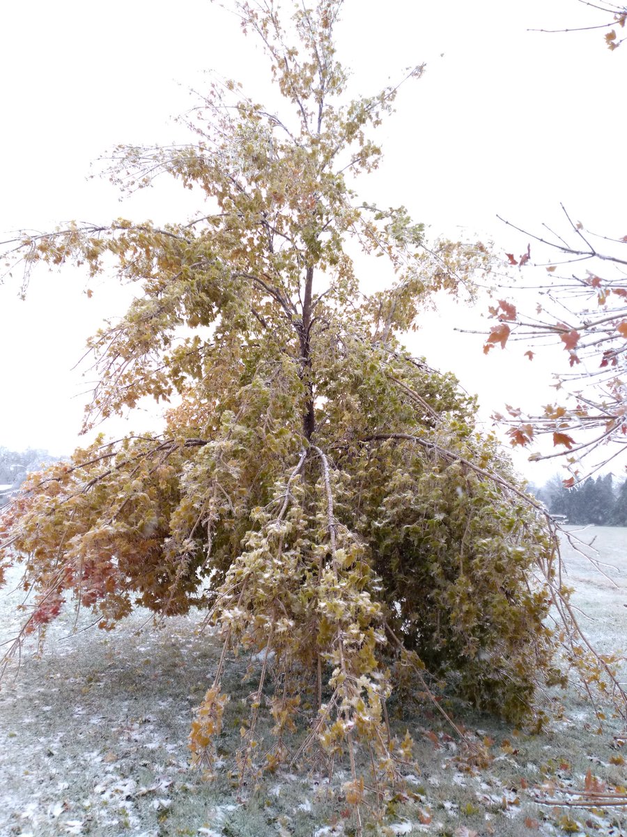 CampCalvinCrest's tweet photo. Maple trees are supposed to look like this, right?  Praying everything thaws before the wind picks up or we'll have lots of funny looking trees. https://t.co/P5xm36mDCp
