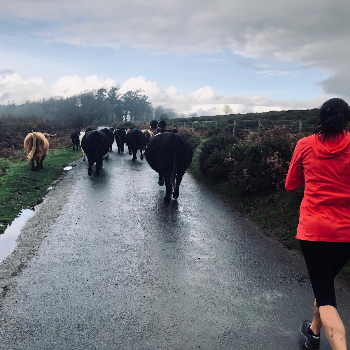 jopavey's tweet image. Got a bit held up on my run by the busy traffic on Dartmoor today!