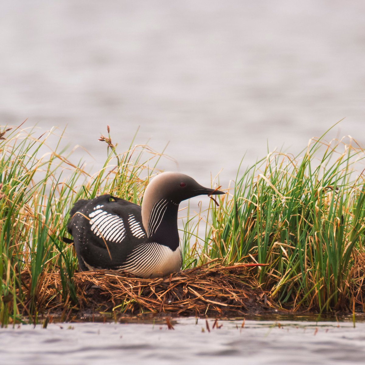 ProTheArctic's tweet photo. @AudubonAlaska1 is hosting the virtual #ArcticBirdFest this week! Did you know the #ArcticNationalWildlifeRefuge is critical breeding grounds for birds from all 50 states and 6 continents? Watch guest speakers and explore more at https://t.co/iahd42x6jo. https://t.co/LnAz6f1VvL