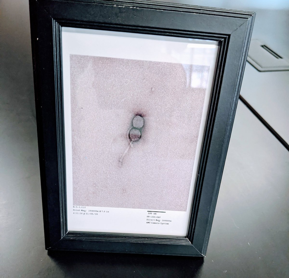 Dr. Stephanie Conant PhD (she/her) (@sbconant) on Twitter photo Everyone frames a small picture of their student's discovery for them right? Too much? #phage #seaphage <a href="/UDMces/">Detroit Mercy CES</a> Everyone frames a small picture of their student's discovery for them right? Too much? #phage #seaphage <a href="/UDMces/">Detroit Mercy CES</a>