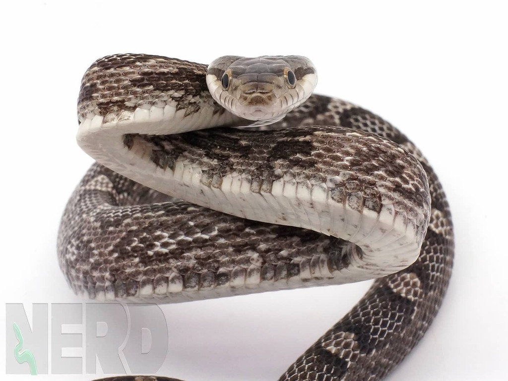 NERDReptiles's tweet photo. Looks like he is ready to take on the day!
Did you know that we have a great selection of colubrids?!
Follow @newenglandreptile for more!
.
.
.
.
.
.
.
.
.
#ratsnake #rats #snake #snakes #snakesofinstagram #colubridsofinstagram #colubrid #blackratsnKe #b… https://t.co/jWLI1M5jMn https://t.co/Re65opGVYt