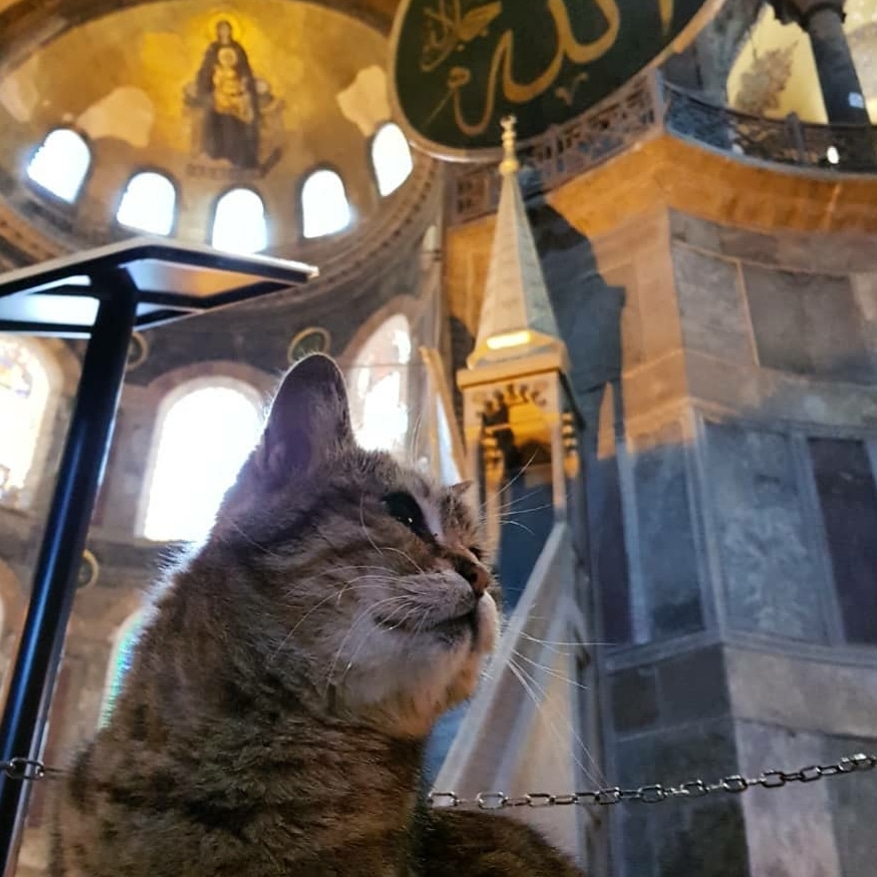 Edkhayrullin's tweet photo. Гли - самая знаменитая кошка Турции, символ Айя-София умерла. 16 лет она встречала туристов и президентов. Снял её 2 года назад.
#istanbul #turkey #cat #ayasofya #edkhayrullin https://t.co/EIdBtkuWvf