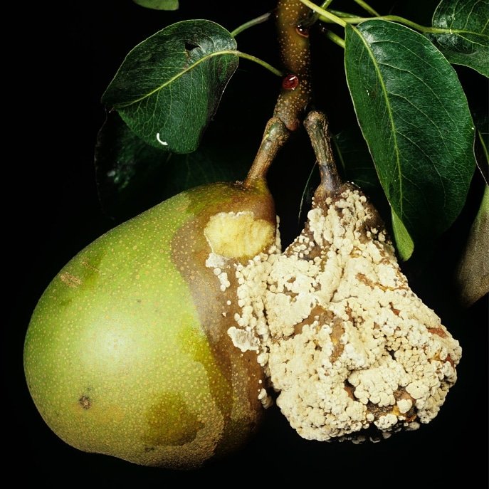 entofito's tweet photo. Armut Meyvesinde
Kahverengi Çürüklük Hastalığı
Etmen: Sclerotinia fructigena 🍐

Brown rot on pear - This disease is caused by the fungus Sclerotinia fructigena. 🍐

#armut #meyve #brown #kahverengi #fungus #mantar #hastalık #diseases #fitopatoloji #phytopathology https://t.co/nCOnHPw3jH