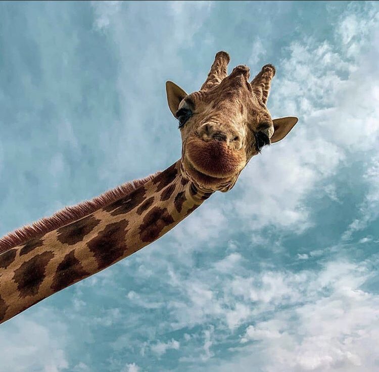 OUSD GEAR UP Students!!!! Spots are filling up fast for our SD Safari Park virtual art program!!! Sign up at the link! docs.google.com/forms/d/e/1FAI…