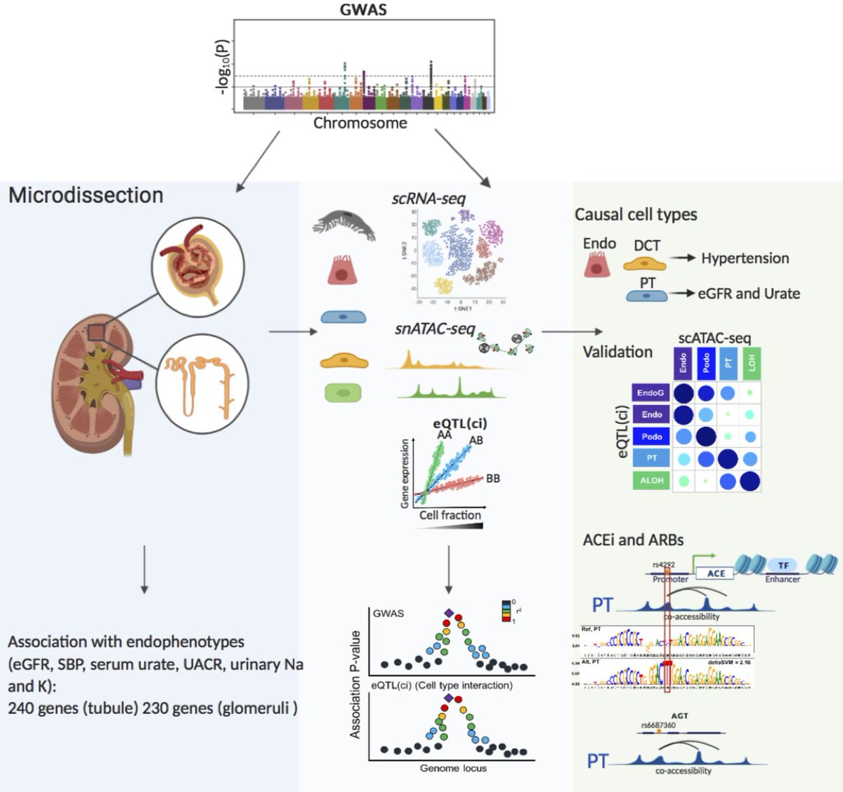 KSusztak's tweet photo. Back to science ! Happy to introduce our newest preprint from our lab @XinSheng7  Mapping the genetic architecture of human traits to cell types in the kidney identifies mechanisms of disease and potential treatments https://t.co/uB0wNx7WzK https://t.co/jNZmvkKafF