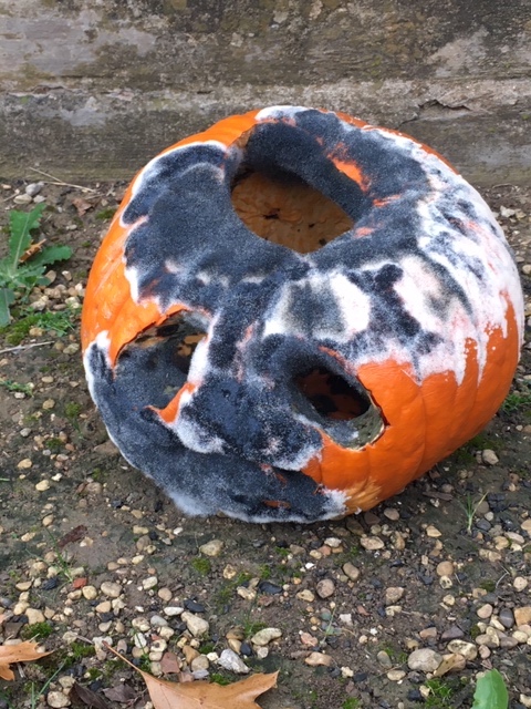 R10HeadStart's tweet photo. Pumpkin Jack lives on! Mrs. Woody did a visual investigation/comparison of their decaying pumpkin vs one of the pumpkins from their pumpkin patch before she read the story. She built schema by watching a time-lapse video of a decaying pumpkin before checking on Jack! #handsonEC https://t.co/nrAzN5iDOj