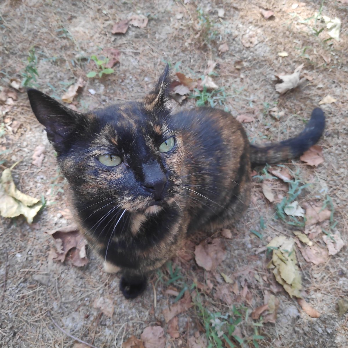 ArthWild's tweet photo. We became great friends over my 2 week stay on #Crete. I loved her and she loved my food (meat) that I always had 😆 she used to come to sleep with me in my tent.. always came running to me when I came back "home*. I miss her!
#cat #kitty #catlife #camping #travel #adventure #cfs https://t.co/ME2YZEUn8U