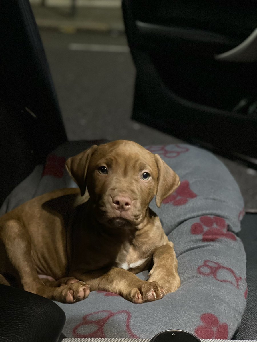 TMSprintz's tweet photo. New squad member #rambo https://t.co/vdSGGudzwB