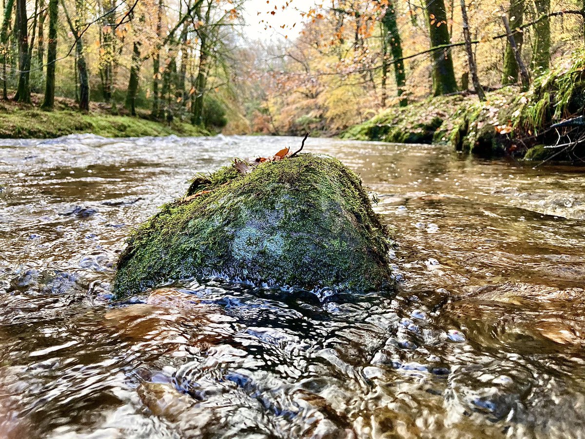 ashwell_lily's tweet image. Needing a little focus for a productive day...where to start? 

First find a river, then sit ...

#my400community #Dartmoor
#thinkingspot