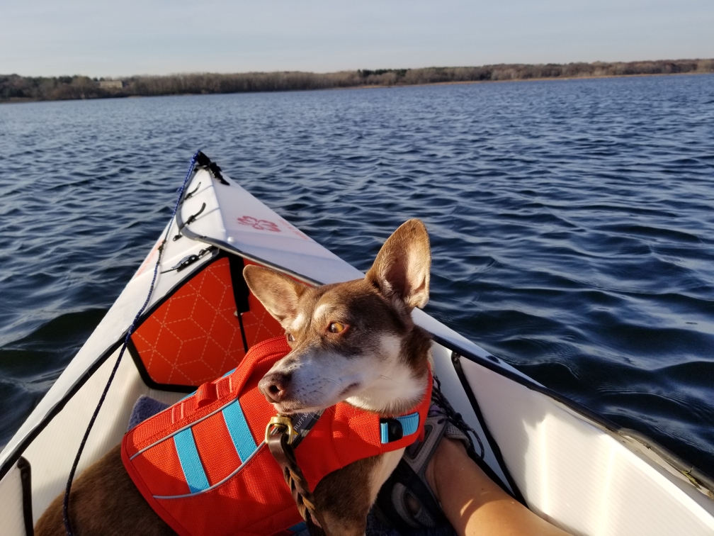 8StateKate's tweet photo. @ChickenSoupSoul Last A: Don't let fear rule your life. Let possibility guide your life. A friend told me she'd be terrified to kayak by herself. I learned to assemble my Oru kayak and taught my dog Herbie to ride in it. We would have missed tons of fun if fear had ruled. #CSSAgeIsJustaNumber https://t.co/llOe89J1ho