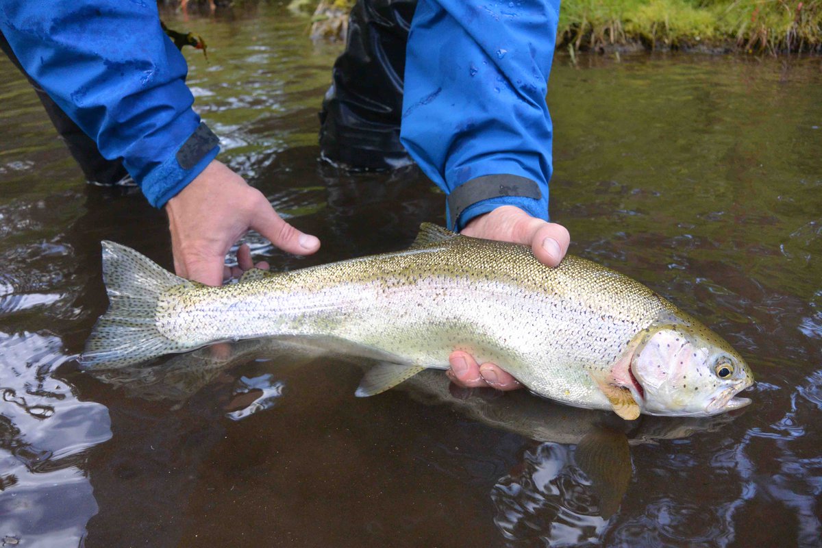 TroutUnlimited's tweet photo. A river trip down the fabled #Gulkana in Alaska turns up eager #grayling and bulky #rainbowtrout. https://t.co/8yLAtSGPh1 https://t.co/uG22gNec3J