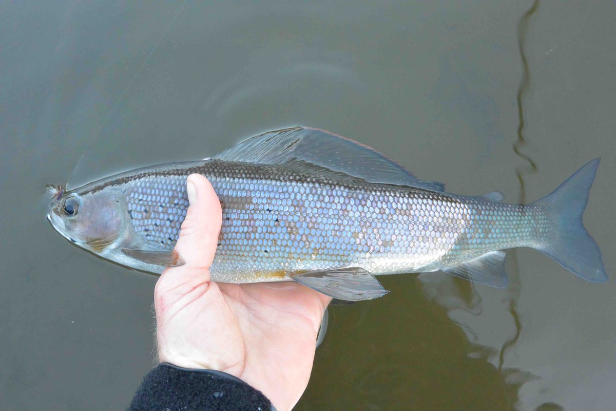 TroutUnlimited's tweet photo. A river trip down the fabled #Gulkana in Alaska turns up eager #grayling and bulky #rainbowtrout. https://t.co/8yLAtSGPh1 https://t.co/uG22gNec3J
