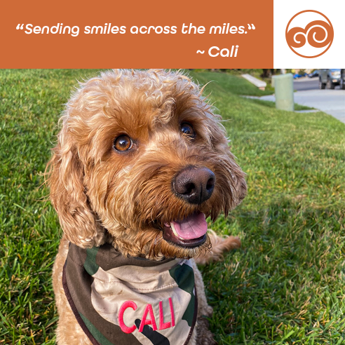 DoodCrew's tweet photo. "It's a new day USA, now let's get to work and Building Back Better!  Follow @Transition46 Congratulations @joebiden.  
#doodcrew #barkthevote #dogsforbiden #dog #dogs #pets #petstagram #goldendoodle #bestdog #dogsoftwitter #pawsup #democracywins https://t.co/oIuOOMZCtb