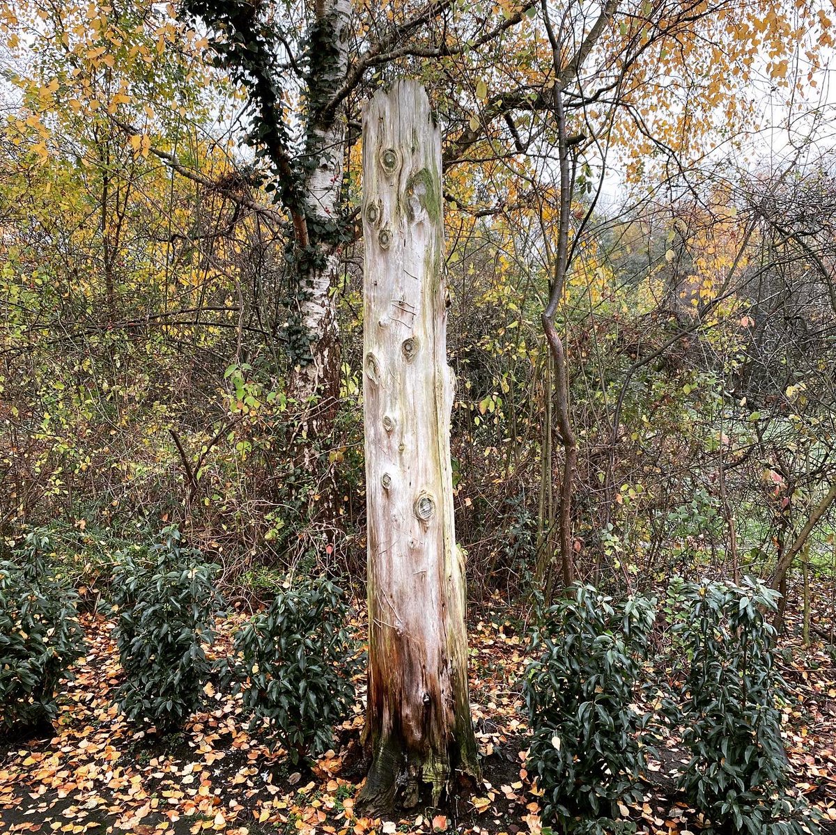 BurgessSculptor's tweet photo. Beautiful day for it. Can’t believe I managed to get this little beauty out of that stump. It was completely shot, but once you get that dead wood out of the way and find some solid heartwood it was GAME ON !!  #cheshire #tree #sculpture #owl #instadaily #instacool #instaowl https://t.co/vGgcN7X64B