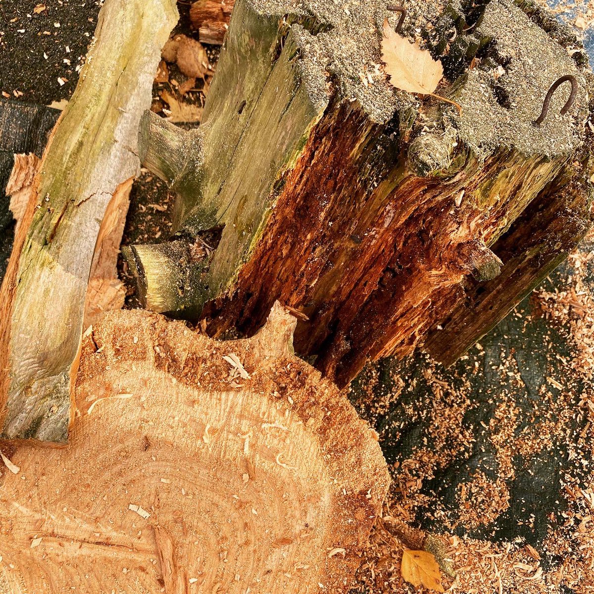 BurgessSculptor's tweet photo. Beautiful day for it. Can’t believe I managed to get this little beauty out of that stump. It was completely shot, but once you get that dead wood out of the way and find some solid heartwood it was GAME ON !!  #cheshire #tree #sculpture #owl #instadaily #instacool #instaowl https://t.co/vGgcN7X64B
