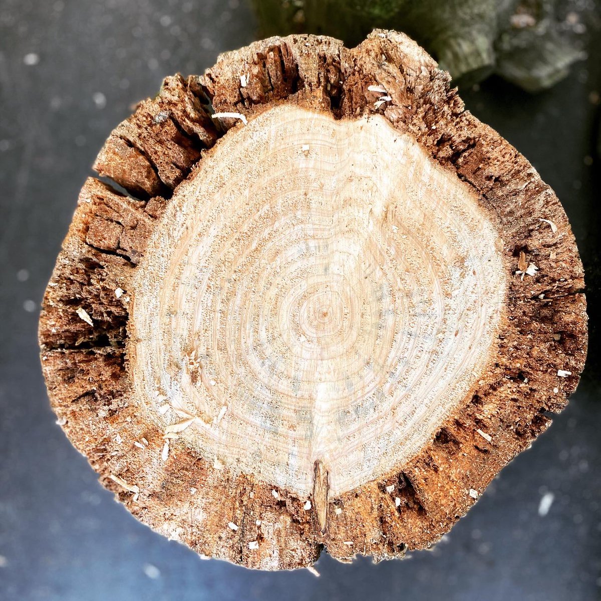 BurgessSculptor's tweet photo. Beautiful day for it. Can’t believe I managed to get this little beauty out of that stump. It was completely shot, but once you get that dead wood out of the way and find some solid heartwood it was GAME ON !!  #cheshire #tree #sculpture #owl #instadaily #instacool #instaowl https://t.co/vGgcN7X64B