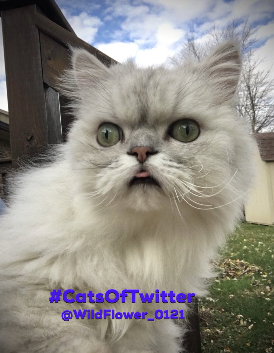 WildFlower_0121's tweet photo. When that warm midwestern breeze blows thru your hair...
#TongueOutTuesday #CatsOfTwitter ๐ป#FirstTimeOutside https://t.co/1cr7G1dNqn