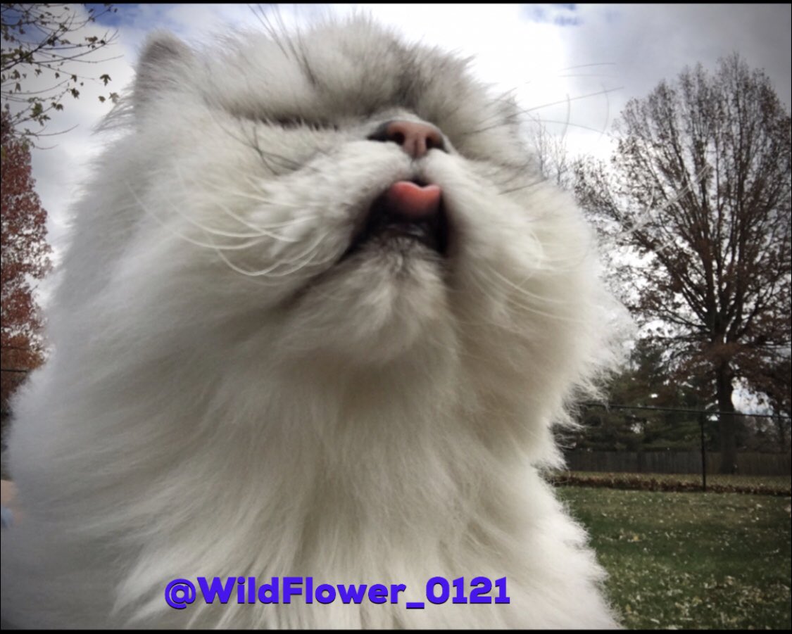 WildFlower_0121's tweet photo. When that warm midwestern breeze blows thru your hair...
#TongueOutTuesday #CatsOfTwitter ๐ป#FirstTimeOutside https://t.co/1cr7G1dNqn