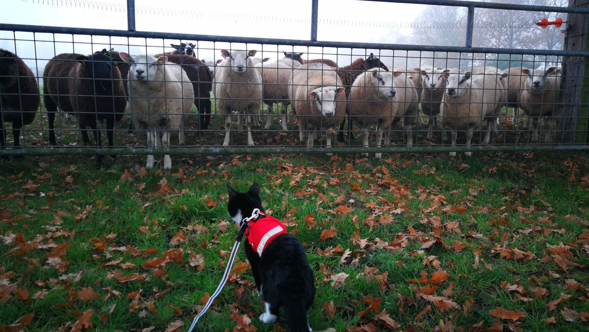 Although I'm black and white (with a little red harnas), I'm not a real border colly.... 🐈