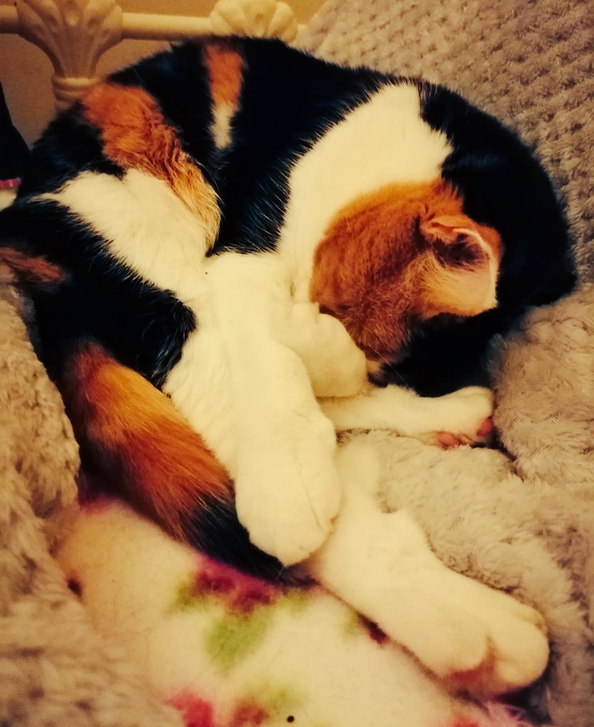 Flabberdadge's tweet photo. My romantic partner. I mean, my cat! #Feebie https://t.co/mGujbce6cx