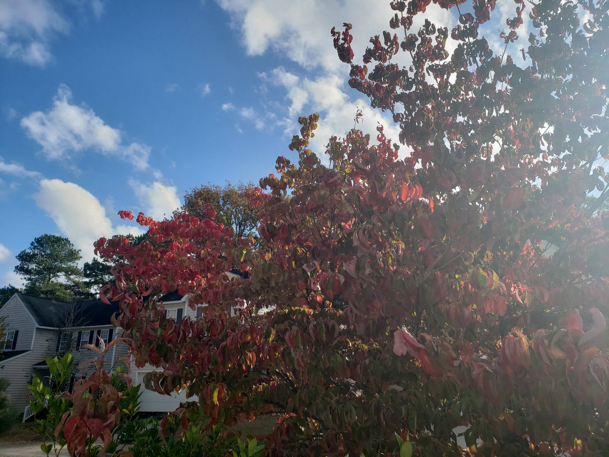 jhibbets's tweet photo. The pics don't do it justice, but the reds from these Dogwood trees are brilliant today! #FallInNC https://t.co/so0sHbzQgh