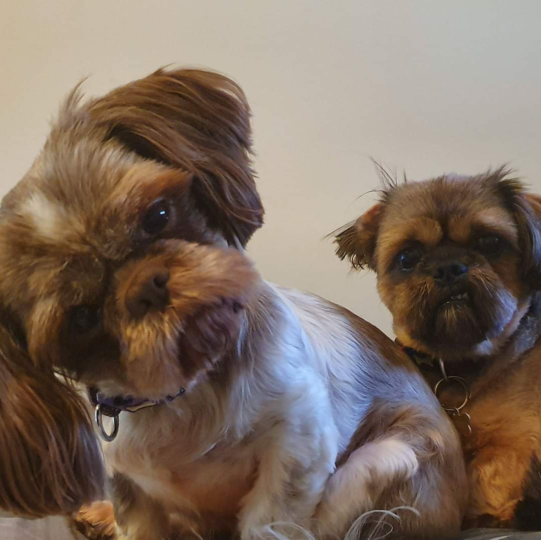 CarolineDods's tweet photo. @mydogiscutest @humorandanimals #WhatDoing https://t.co/pMhwqUHFED
