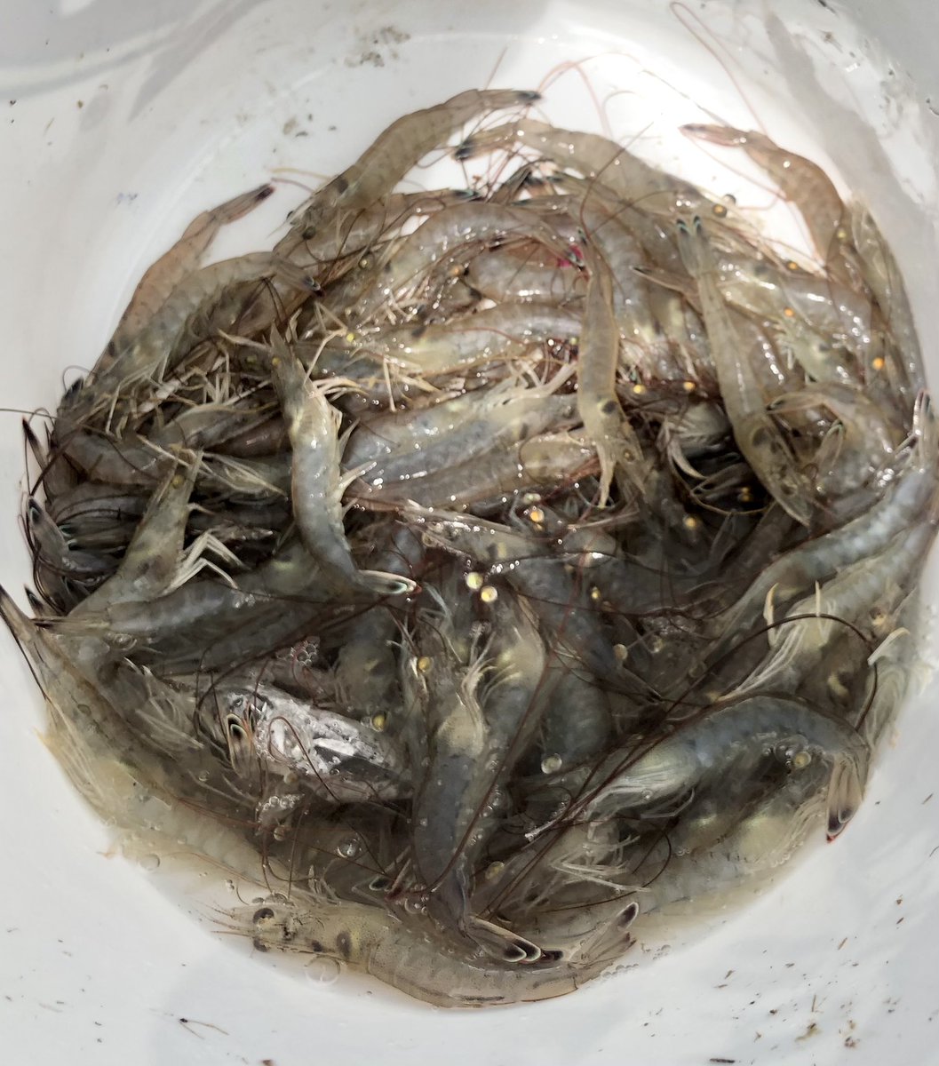 NoLimitsCharter's tweet photo. With the ENE wind still snorting, I decided to throw a small net on the shrimp skipping out of the water!! Also great way to troubleshoot the prosthetic socket. #amputeelife #whatthefin #weareopc @OPCenters @OttobockUS_CA #freshshrimp #castnets #shrimp #ladyangler ๐ฆ๐ฆฟ๐ค๐ช๐ https://t.co/aBTstUD94Y