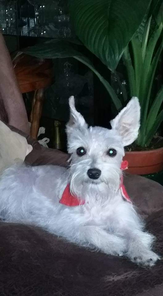 Lore 🇨🇷 tweet media