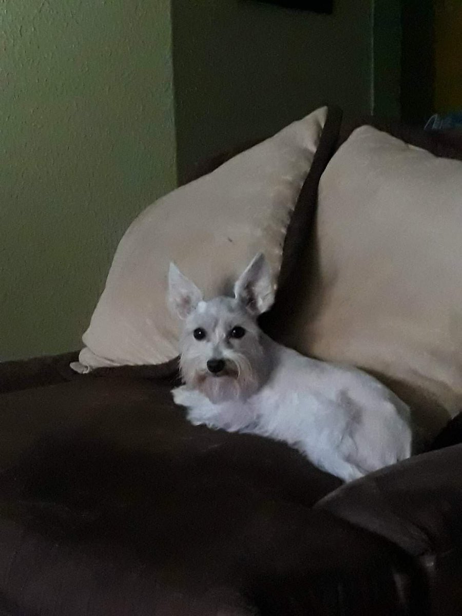 Compañero 🐶
  Amigo 🤩
   Ternura 😍