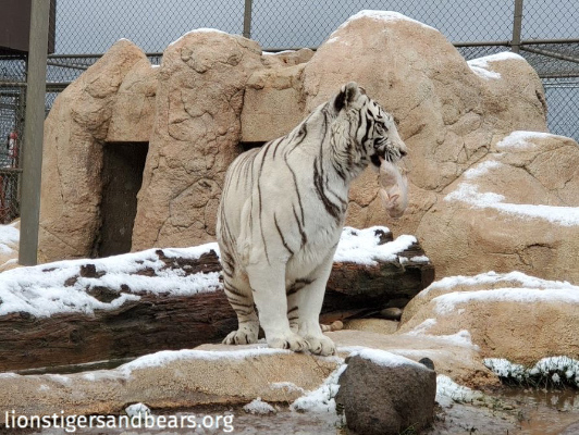 LnsTgersandBrs's tweet photo. Thanksgiving is no longer reserved for just us two-legged kind. π¦π΄β Our annual Turkey Bash is the chance for our rescued big cats and bears to celebrate Thanksgiving and indulge in a feast the Friday AND Saturday after Thanksgiving https://t.co/HHPHUyX7Nm
#TurkeyBash
β https://t.co/TGGyhrKu5G
