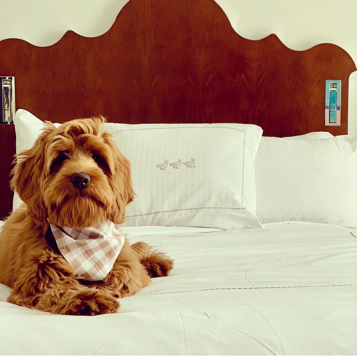 PeabodyMemphis's tweet photo. Life isn't ruff when you're staying at The Peabody. 🐶 #PeabodyPets #FurryFriendsPackage https://t.co/X8dUS0YCWr