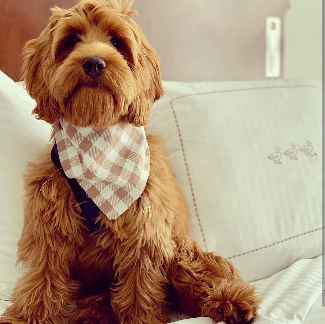 PeabodyMemphis's tweet photo. Life isn't ruff when you're staying at The Peabody. 🐶 #PeabodyPets #FurryFriendsPackage https://t.co/X8dUS0YCWr