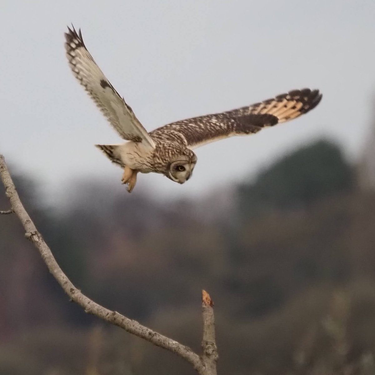andymarts57's tweet photo. This Short eared Owl on the hunt https://t.co/l1LNOZ7gqZ