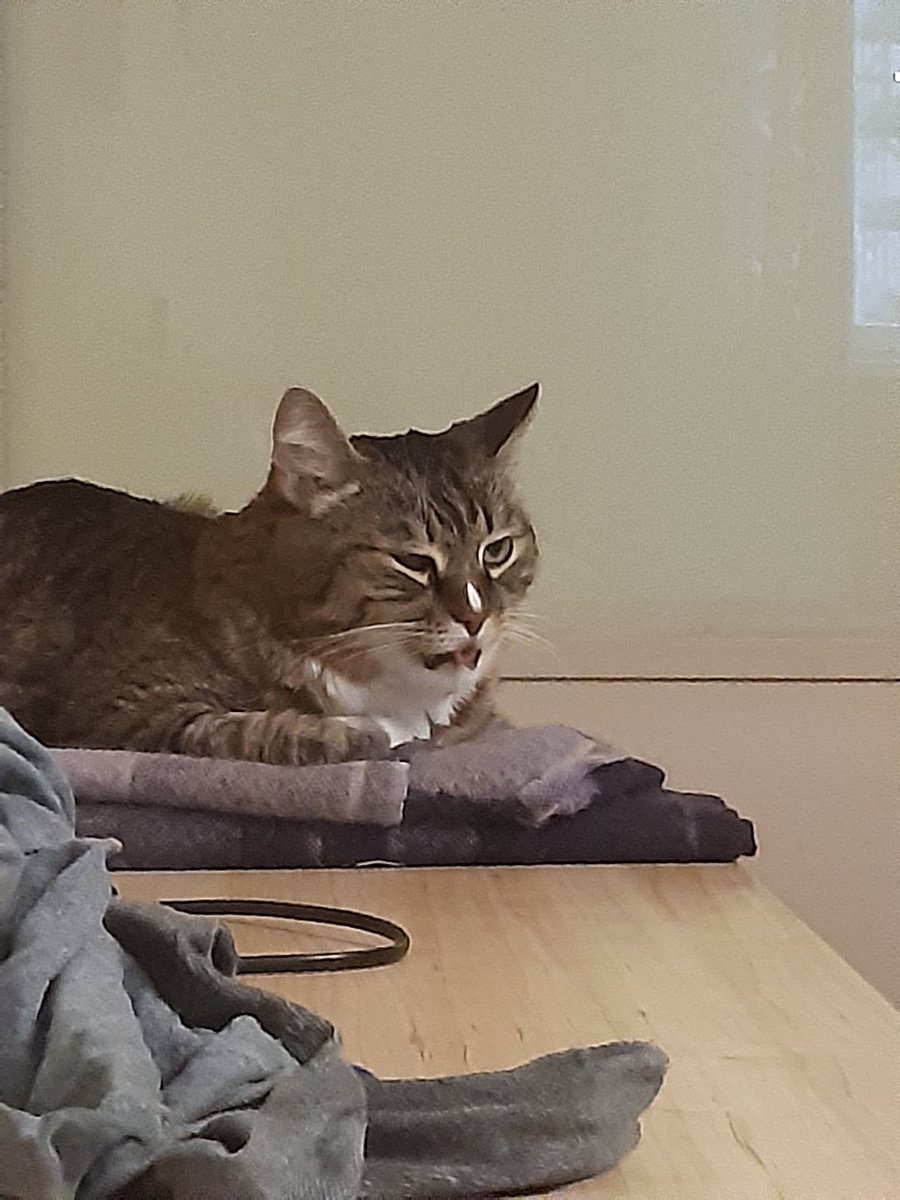 #кот
