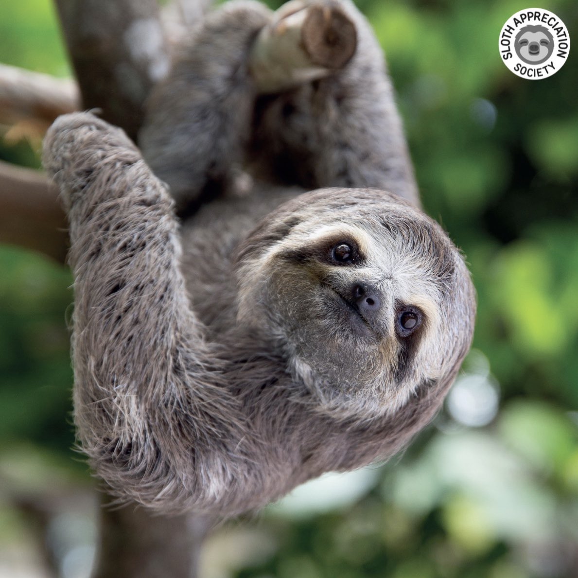 slothville's tweet photo. Darien is an orphaned, baby Bradypus—Greek for ‘slow foot’—sloth. She was rescued in Panama near the Darién rainforest, the inspiration behind her name🌴 In between her many daily naps, Darien cruises through life at a leisurely pace of just 17 feet per minute!🙈🦥 https://t.co/gM08V3Txpl
