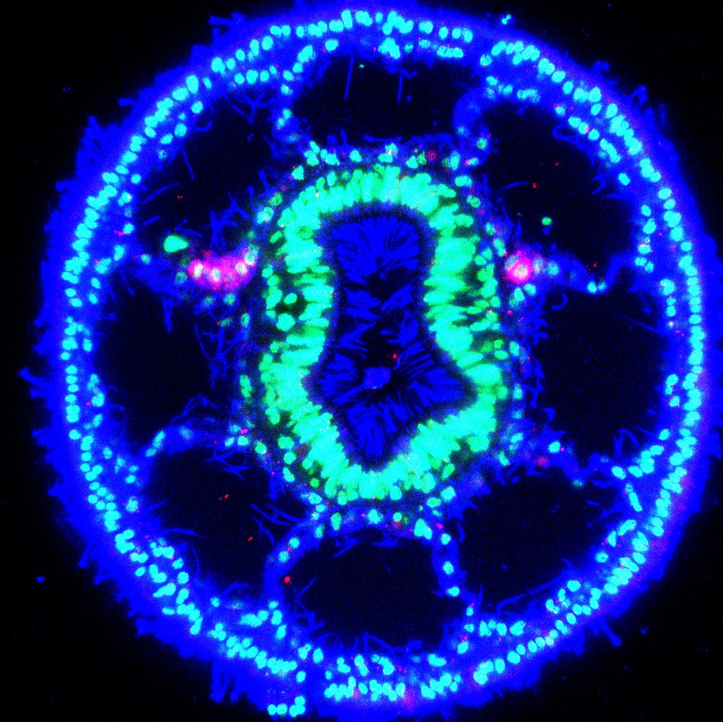 Stowers_SRC's tweet photo. Save the Date!

#SRC Early Career Symposium: Evolutionary Developmental Biology II

December 4, 2020 - 12-3:30PM US CST

Registration is FREE: https://t.co/hy7pBSEDyS 

hosted by @NicolasRohner https://t.co/5Eky1tV0Pq