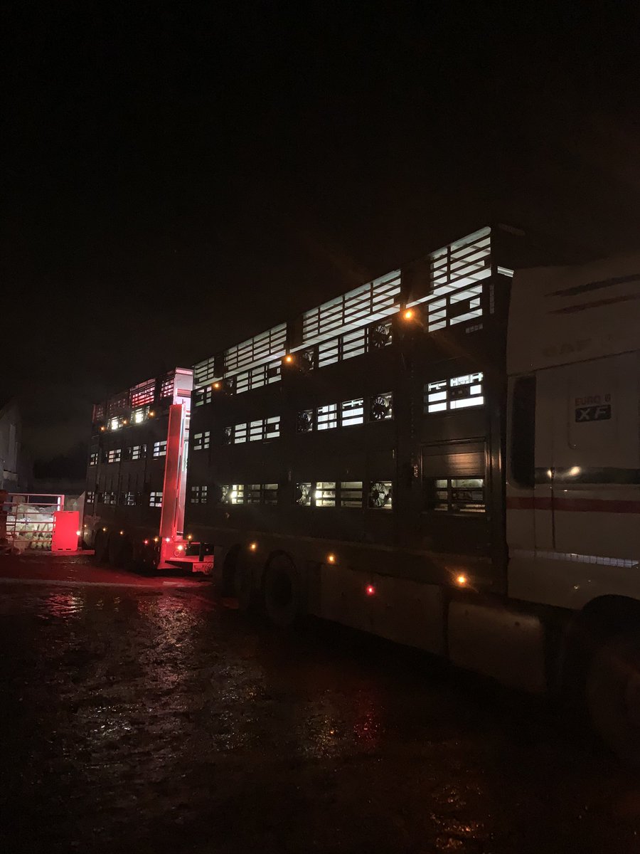 jas3468's tweet photo. Unloading store lambs this evening. They will stay in yard overnight before heading to grass valley n daylight https://t.co/9KTOupWYfo