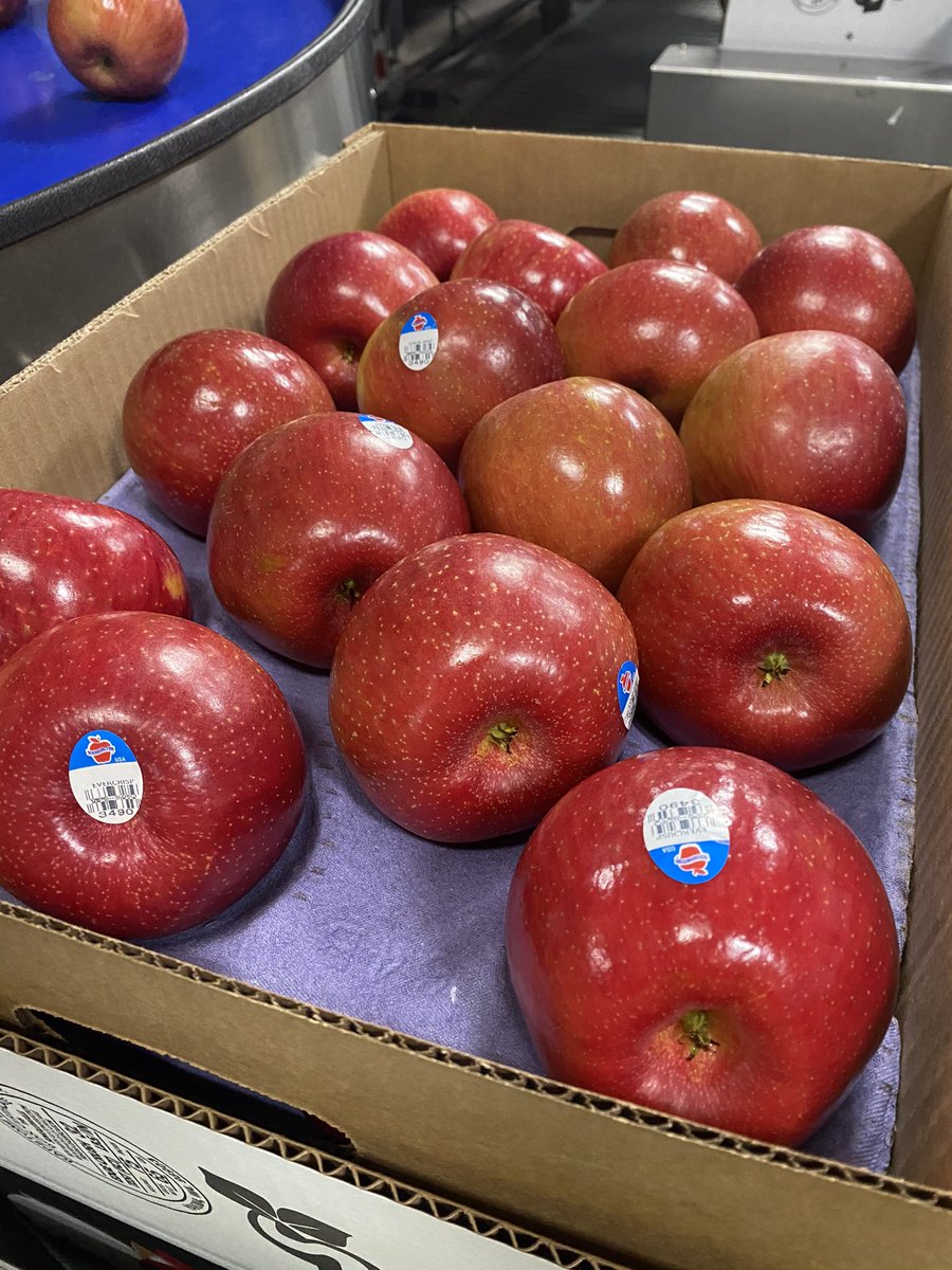 I love getting to head out and try new apples - like these EverCrisp apples grown in Washington State. Sweet, crispy and delish! #apples
