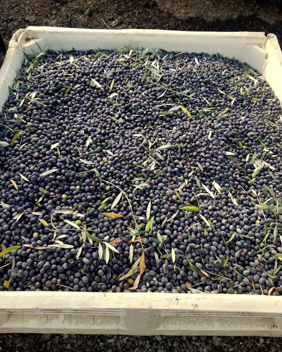 buongustofarms's tweet photo. And they're off! The Olives are off to the mill! Stay tuned for Olio Nuovo! https://t.co/zWMCcxhfa9