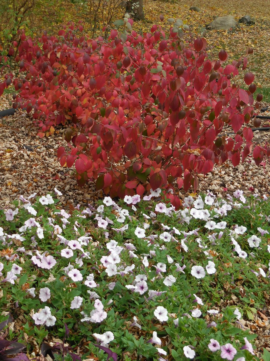purduehortindy's tweet photo. Some cold tolerant annuals like petunias are still looking good on November 10. Here is Petunia Tidal Wave Silver (one of the #AASWinners from 2002) with the fall color of Judd Viburnum. https://t.co/2egb1Od4vS https://t.co/Q2CudOiubZ