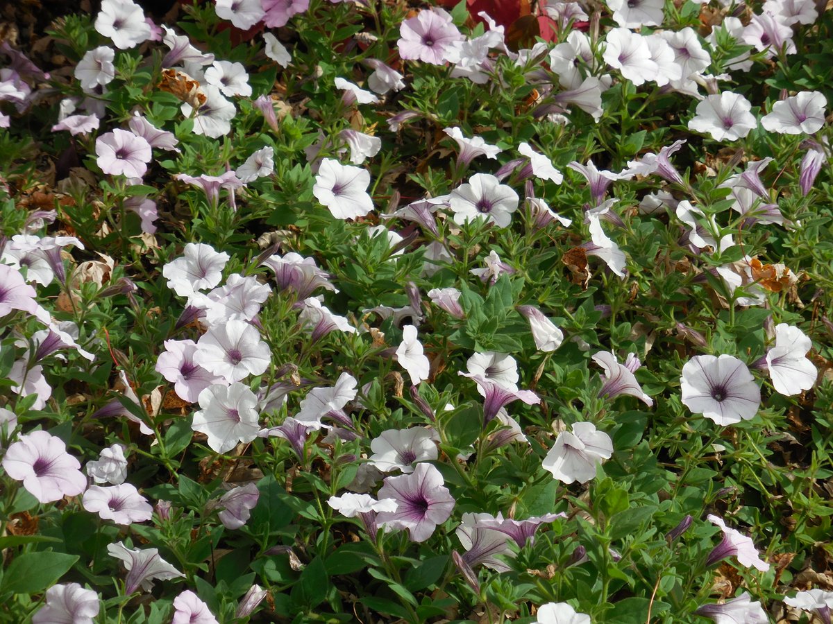 purduehortindy's tweet photo. Some cold tolerant annuals like petunias are still looking good on November 10. Here is Petunia Tidal Wave Silver (one of the #AASWinners from 2002) with the fall color of Judd Viburnum. https://t.co/2egb1Od4vS https://t.co/Q2CudOiubZ