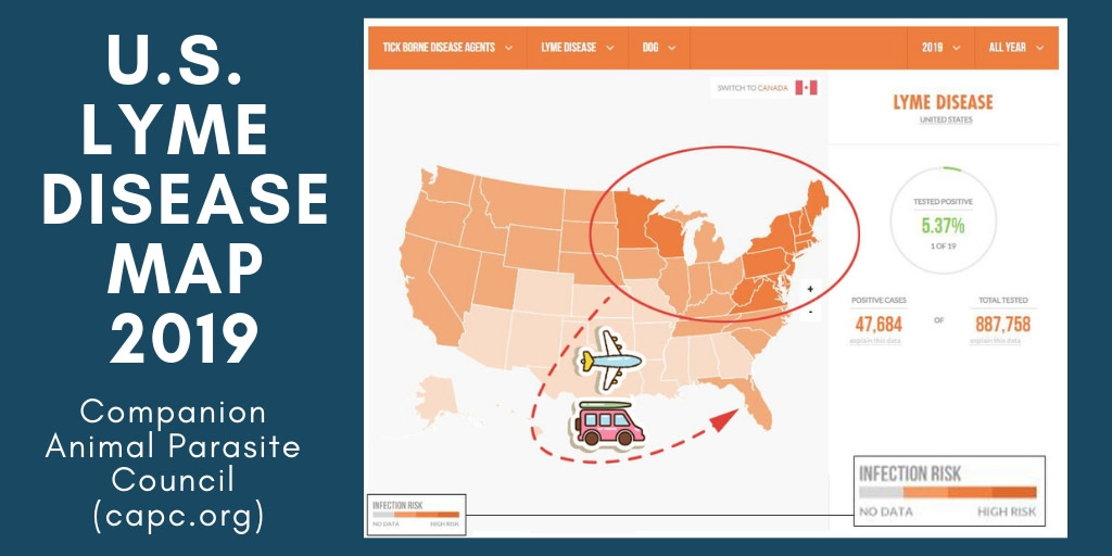 DunedinAMC's tweet photo. Ticks hitch-hike rides on birds and pets travelling to "hot-spot" destinations throughout the U.S., including Florida, and if infected, bring Lyme Disease along with them. Check out the Companion Animal Parasite Council ( @capcvet ) interactive map for ... https://t.co/HfgWxa8WBk https://t.co/FCxxWvcltu