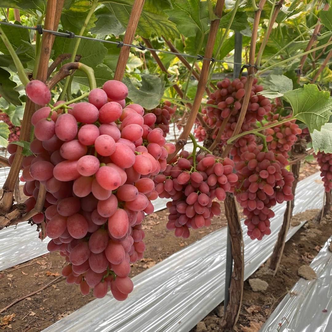 RICKY C on Twitter: "Now packing and shipping China grown Class #1 Seedless  Red Crimson Grapes 5kg, and Red Globe Grapes 6kg to Asia by SEA. WhatsApp:  +14036161977 | Ricky@cherryexport.com #china #redcrimson #