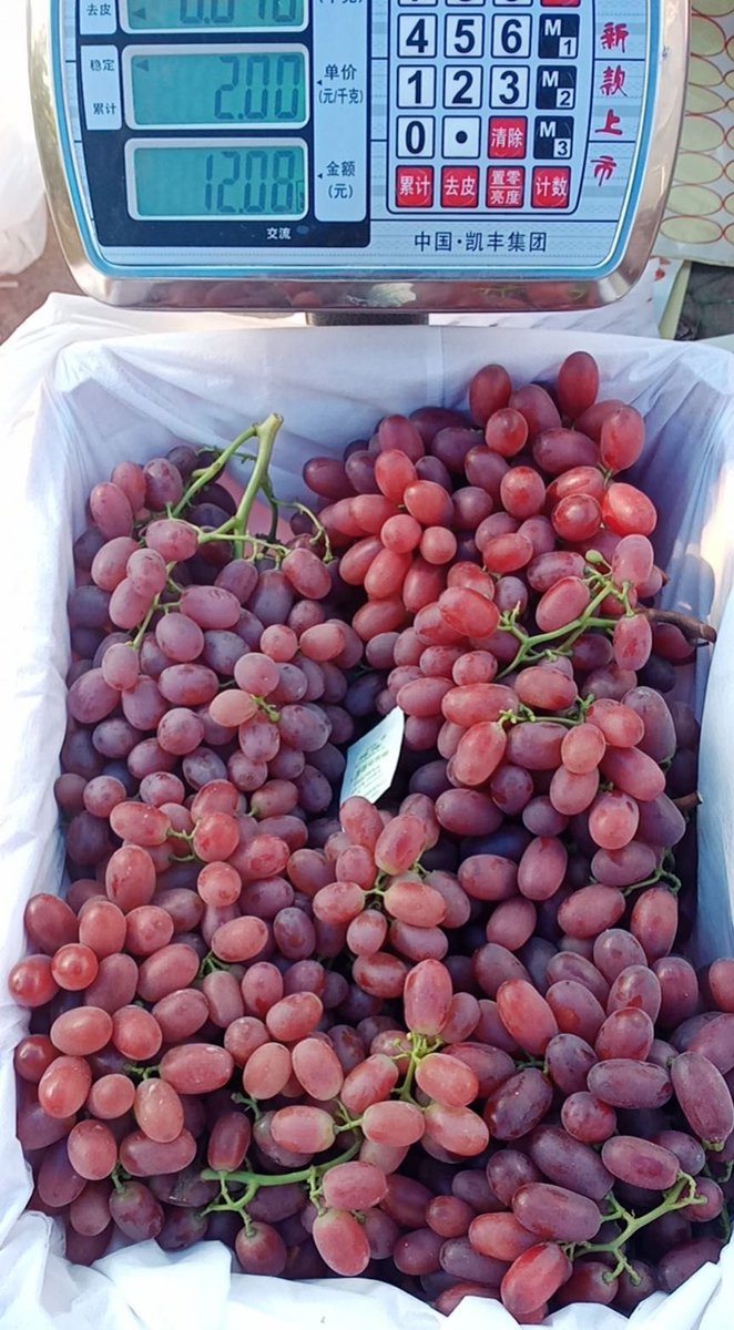 CherrySnobs's tweet photo. Now packing and shipping China grown Class #1 Seedless Red Crimson Grapes 5kg, and Red Globe Grapes 6kg to Asia by SEA. 
WhatsApp: +14036161977 | Ricky@cherryexport.com
#china #redcrimson #seedless #redglobe #grape #export #quality https://t.co/3tTM2KmXw1