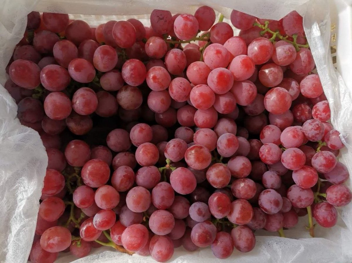CherrySnobs's tweet photo. Now packing and shipping China grown Class #1 Seedless Red Crimson Grapes 5kg, and Red Globe Grapes 6kg to Asia by SEA. 
WhatsApp: +14036161977 | Ricky@cherryexport.com
#china #redcrimson #seedless #redglobe #grape #export #quality https://t.co/3tTM2KmXw1