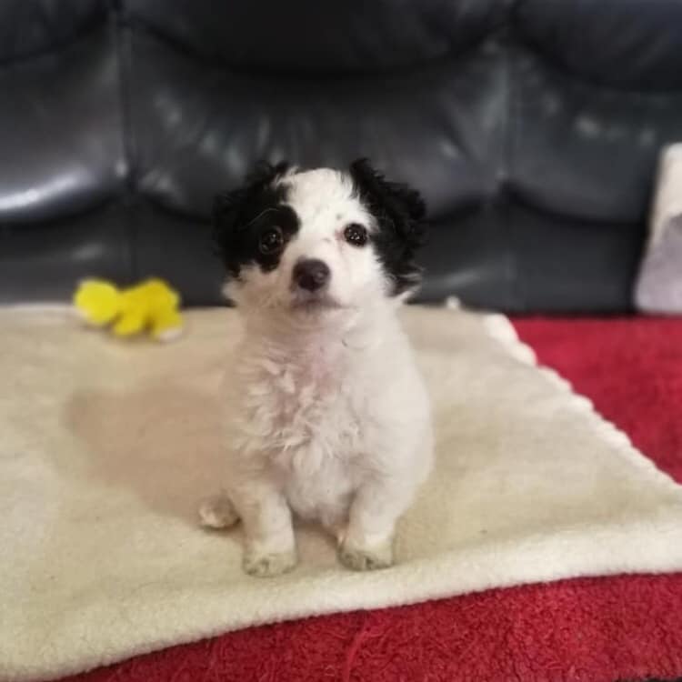 DavidBarbarossa's tweet photo. After reading several tweets this evening it seems like many are in need of some cheer. This should do it (unless you're some kind of monster)... Hulk circa a few weeks old, or - as I prefer to refer to him - a hairy beanbag. #hulk #ahairybeanbag #tinyboi https://t.co/Imv6HsMSHe