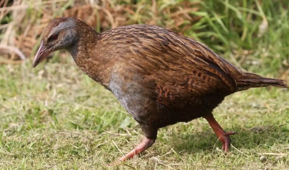 ngataonga's tweet photo. For #BirdOfTheYear, find out all about the Weka in this archival audio. Content warning: includes descriptions of Weka being cooked and eaten! 😬
@VoteWeka
🔉 https://t.co/qnRMOvLEjj https://t.co/2yPQ4cTwhk